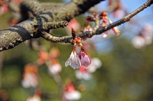 报春了！申城第一枝河津樱绽放，期待又一年樱花季