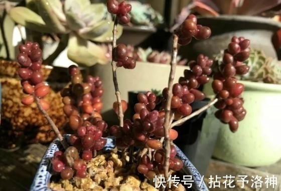 花友们|家庭养多肉,随手丢些柳树皮,入冬后植株依旧根壮长得旺