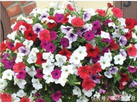 什么花适合养在家里,漂亮而且还不容易死老花农的2个答案!