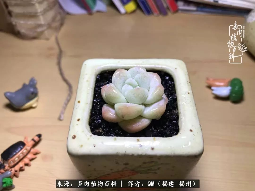 寒山转苍翠,秋水日潺湲——多肉未央,睹物思人!