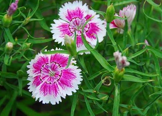 喜欢菊花,不妨养盆“稀有玫瑰”彩虹玫瑰,娇艳如彩虹,难得一见