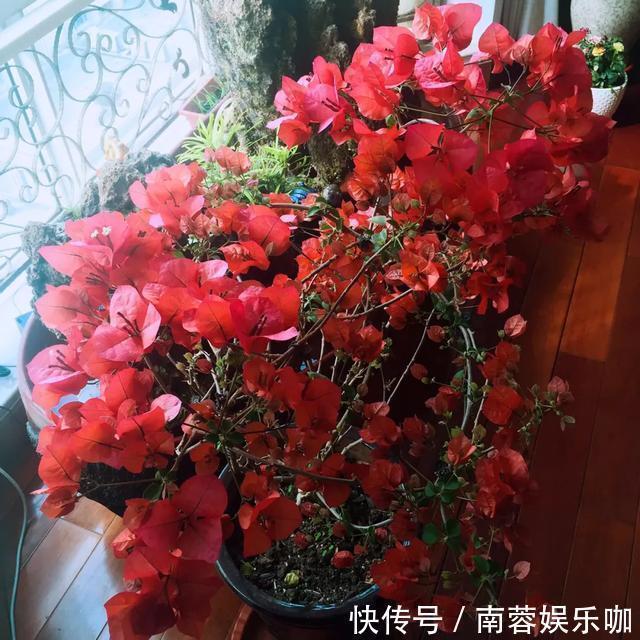 银杏银杏|对花有一种特殊的情怀，能养几十年的花，养1盆当传家宝！