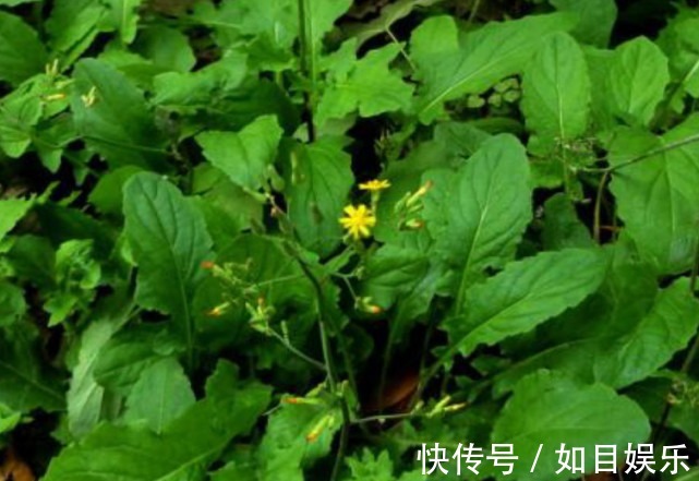 风湿关节炎|农村常见的一种野菜,味道鲜美,缓解咽喉肿痛,有很高的养生价值