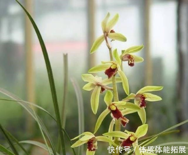 要想兰花美,春季管理很关键,你做对了吗!