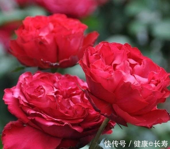 25个抗性超好的月季品种,又好养开花有多,新手好养适合盆栽!