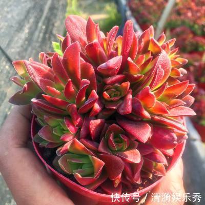 盘点10种“容易度夏”多肉，南北方花友，随便选、随便养