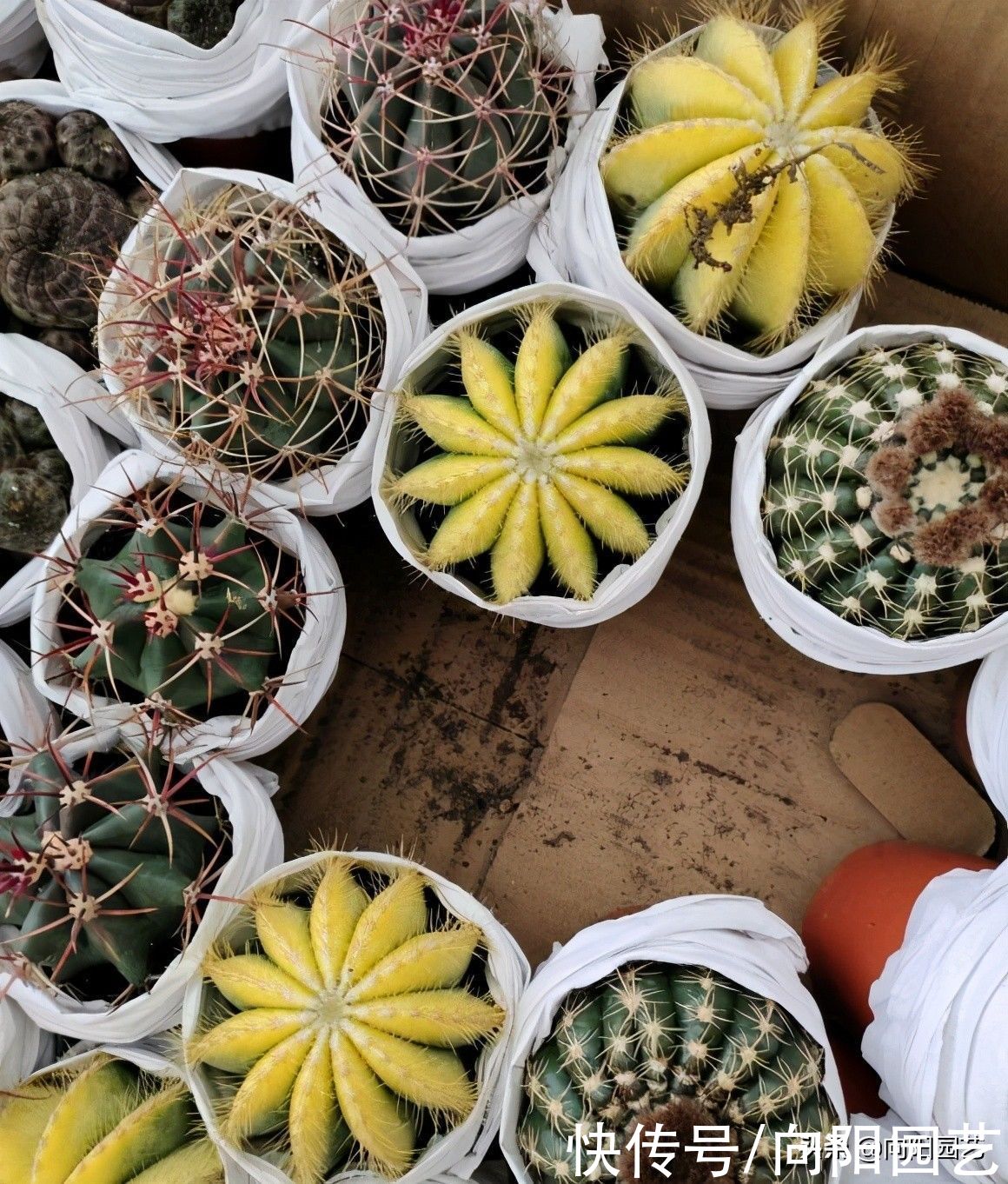 3大类多肉不好养，一定要分清楚，不要去买它们，徒有其表