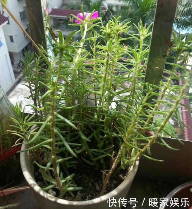 太阳花开花少有1个“小技巧”，开花量大10倍，秋天花儿开不停