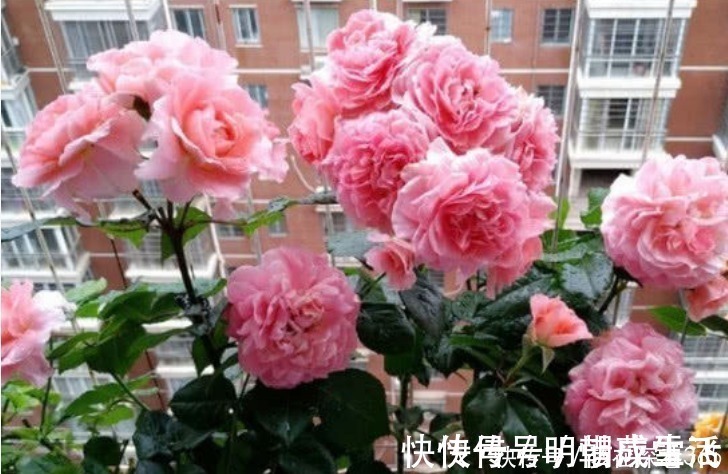 花卉|养花“有窍门”,往盆里撒点“它”,花卉长得旺,呼呼疯长!