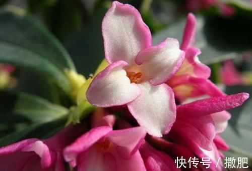 花卉|比牡丹还美的花卉,寓意好香味浓,观花赏叶两不误,新手也能养