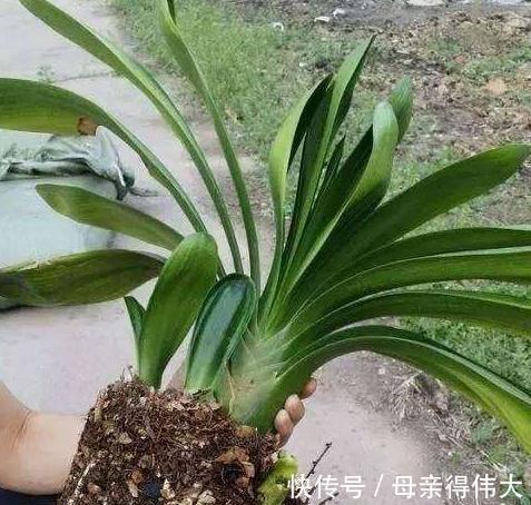 君子兰僵苗，黄叶多，别着急，教您学2招，长势猛，开花旺