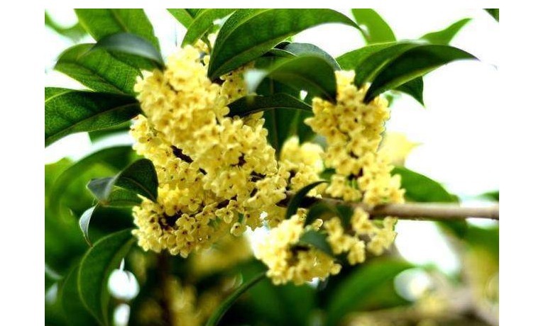 此花号称“中国第一香”花香怡人花期长，乃阳台盆栽之佳品