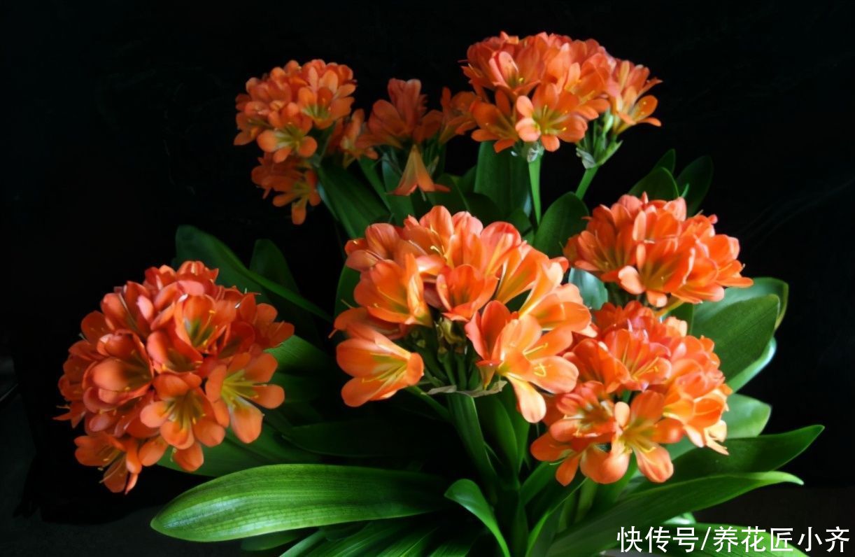 无论你多喜欢养花，都不要碰“3种花”，这都是养花高手被坑过的