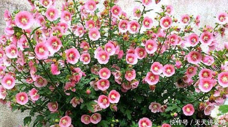 3种花美的出奇,不仅花好看,名字也好听,你养了吗?