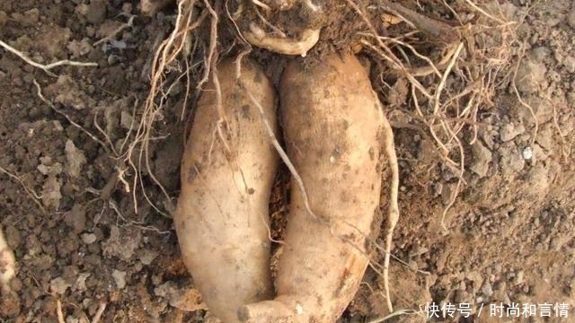 这4种水果,自从换了“洋名字”,吃货们纷纷购买!