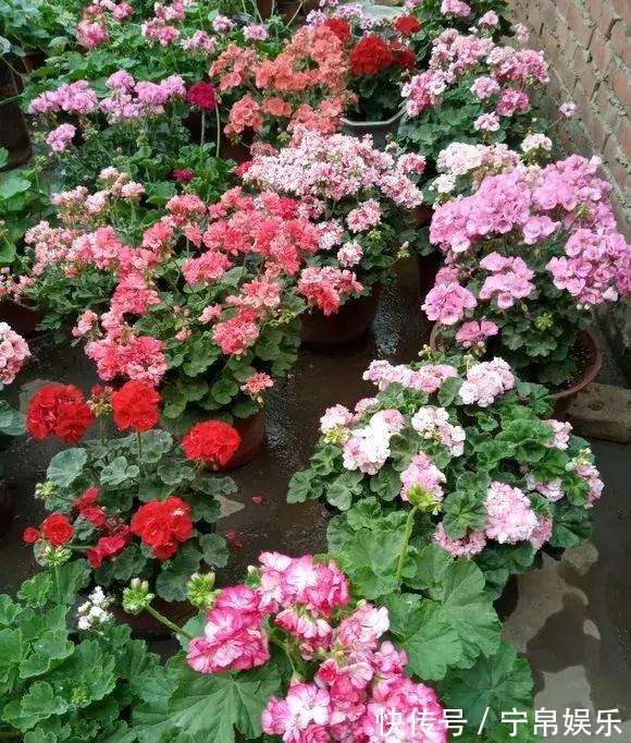 德利|1种花“人人爱”,耐旱好养,新手也能花开成球,一开300天!