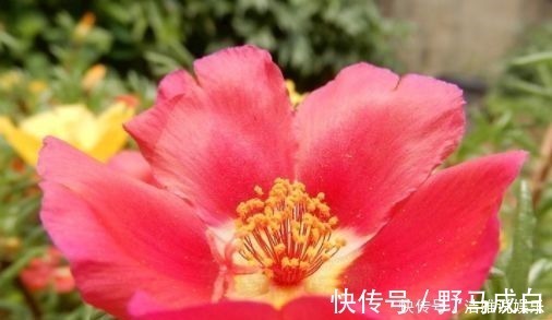几款艳丽的花卉，漂亮又好闻，开花勤还爱爆盆