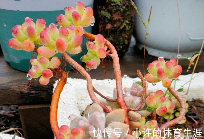 养多肉虹之玉和乙女心,做到4点并注意2点,冬天上色既水灵又好看