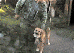 |搞笑GIF:这只猴子是进化了一半吧?另一半卡住了?