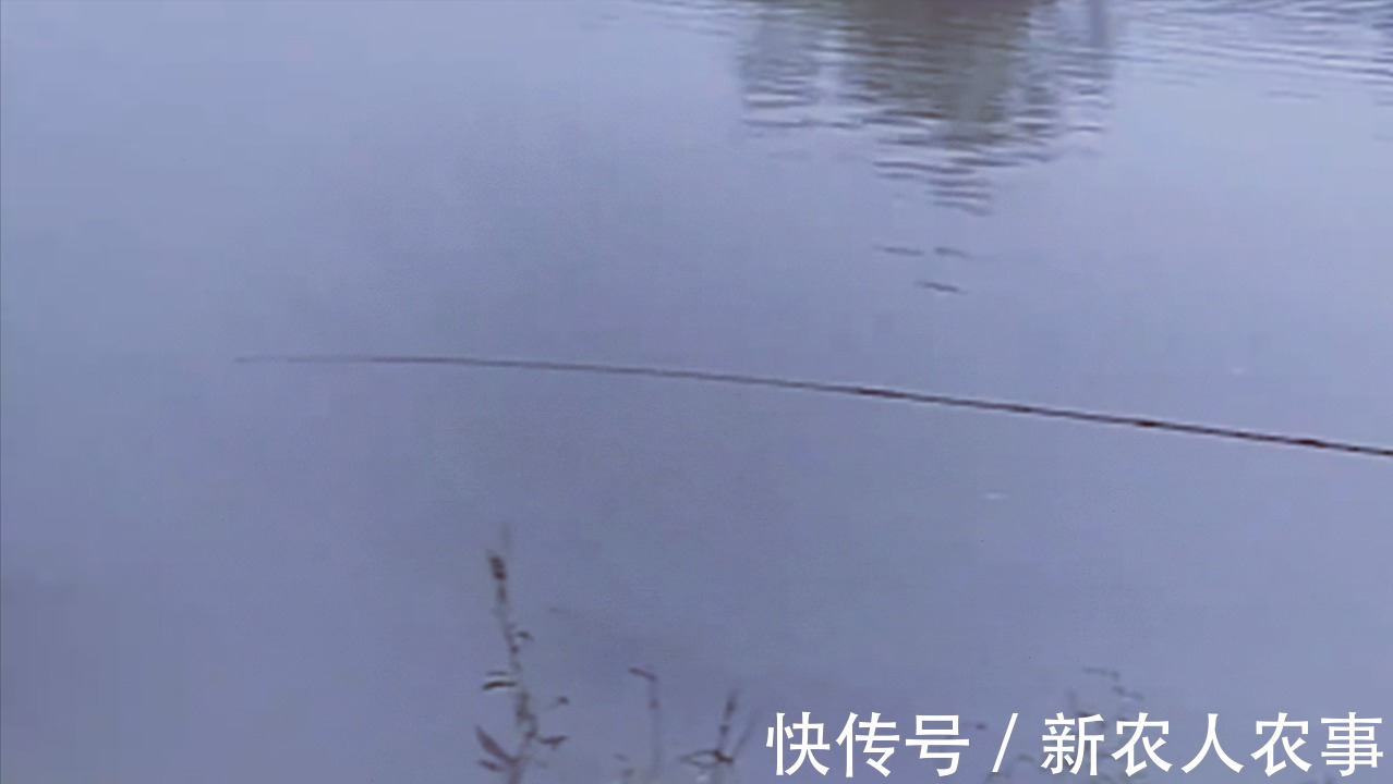 渔获|当大妈爱上了钓鱼,站在水中一动不动,桶里的渔获成为了亮点