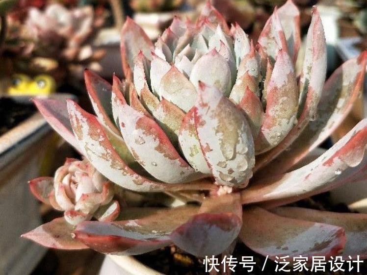 养殖|多肉盆栽长得慢？错了，套袋子一闷，茎叶疯长又透亮水灵