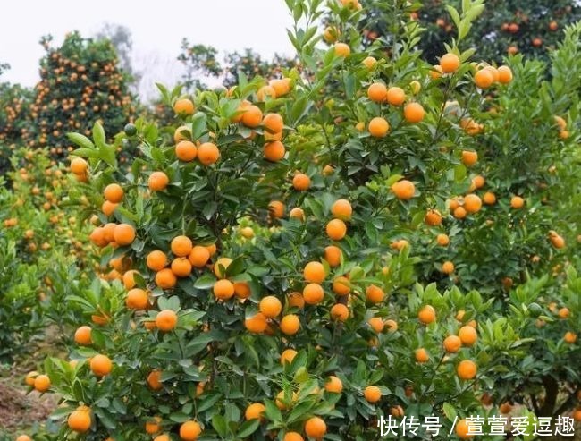 庭院种什么树最吉利,还好看?