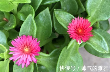 养颜|农村田野里的四种野菜,美容养颜降低血压,爱养生的不妨了解下