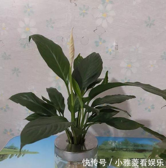 家里“过期”小药片,养花是个宝,丢在盆里,比生根水还管用!