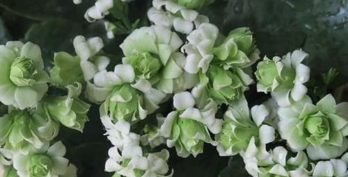 神器|最罕见的花卉,花色新奇,好养易活,是一款爆盆神器,值得拥有