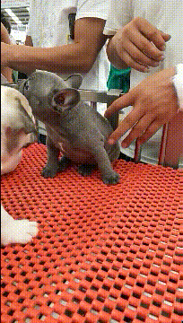 |搞笑GIF:小狗子,你被人利用了,赶紧长大看清这个世界吧