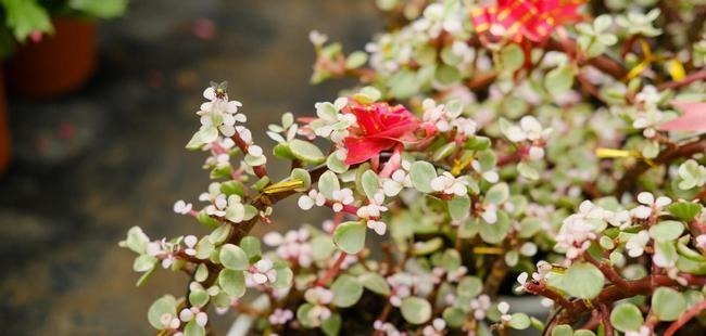 养多肉雅乐之舞,做好5要点、注意3事项,叶片嘭嘭肥起来,美极了