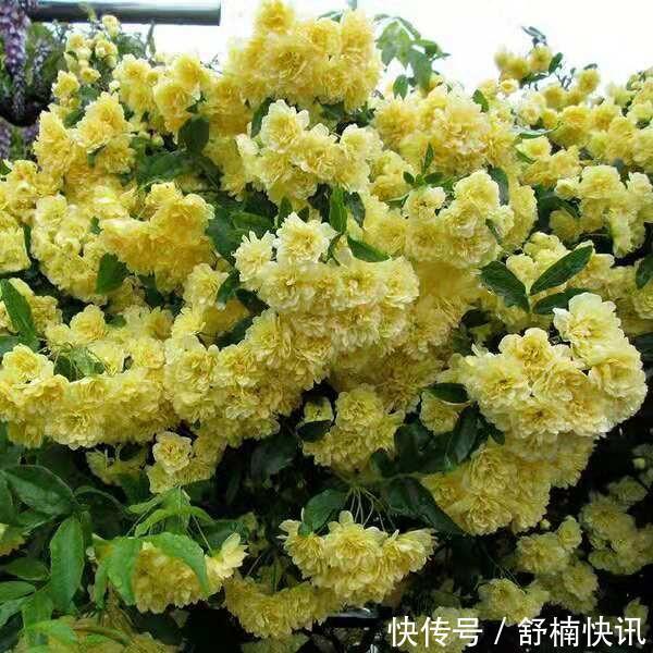 什么样的花卉“好养”如果你是新手,这样选择最靠谱!