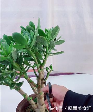 家养玉树的修剪，咔嚓两剪子，颜值整容式提升