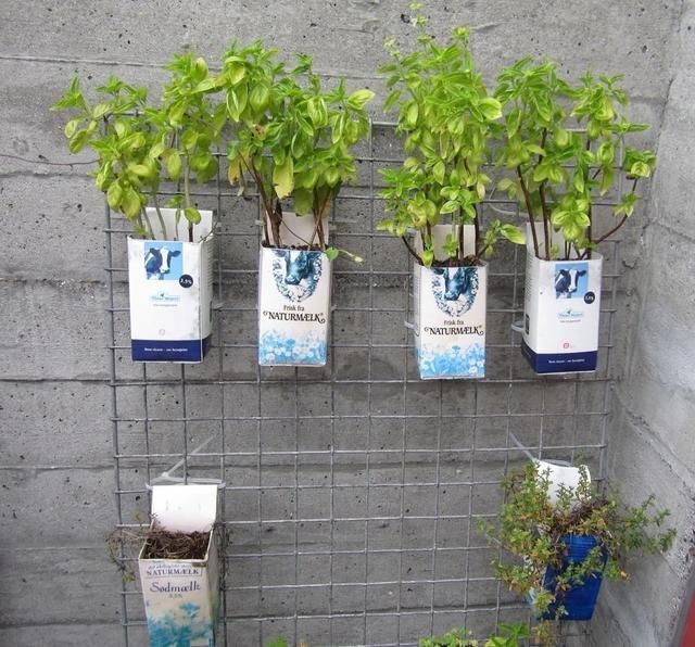 园艺工具|常用的一些生活用品,变成园艺工具,用来养花太方便了