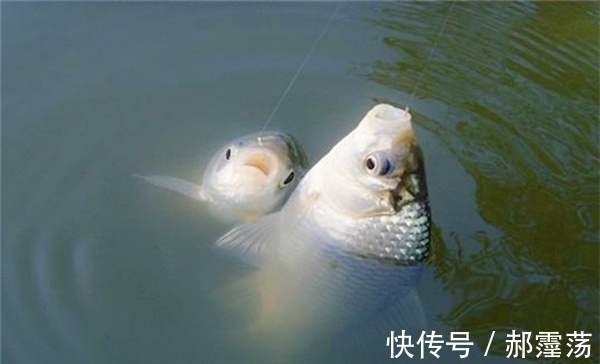 冬季钓鱼,放大漂相的几个方法,漂相看着不累,钓大鲫鱼更轻松!