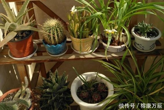  花卉|养花不会施肥？换盆时将“它”埋土里，一年不用施肥，花卉长满盆