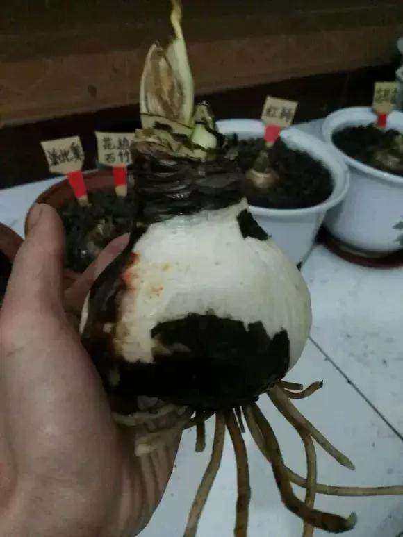  花花草草|老头无意捡到“洋葱头”,种下后开出这种“花”,羡慕死我了!