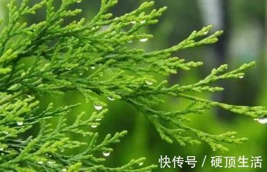 侧柏叶|有白头发别着急去染,用此叶子煮水洗,白头发一个月变黑