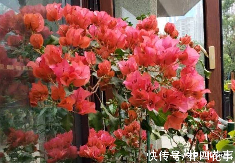 浇水|学会3个小技巧，不用控水，三角梅依然爆花，一茬接一茬