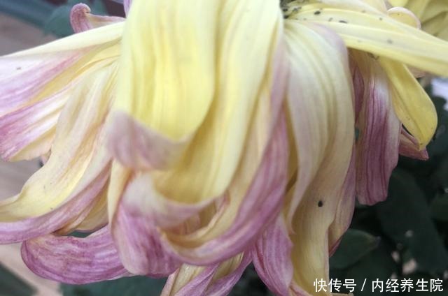 冬天晚上把花放进屋子里来真的好吗！