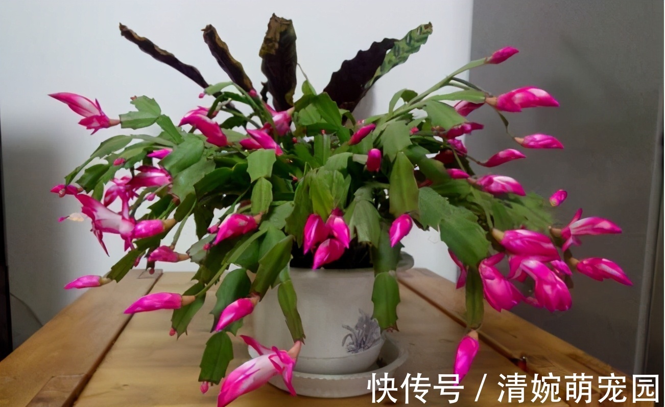 催花|掌握住这个“催花技巧”,养蟹爪兰或其他花卉全不用愁了