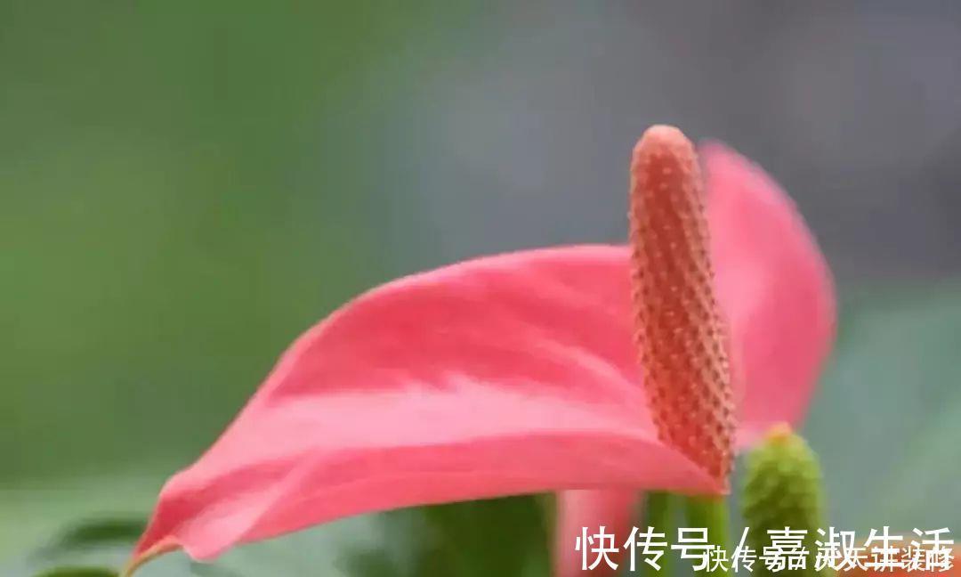 以下9种会变色的绿植,养上四五盆就能让阳台变得生动起来