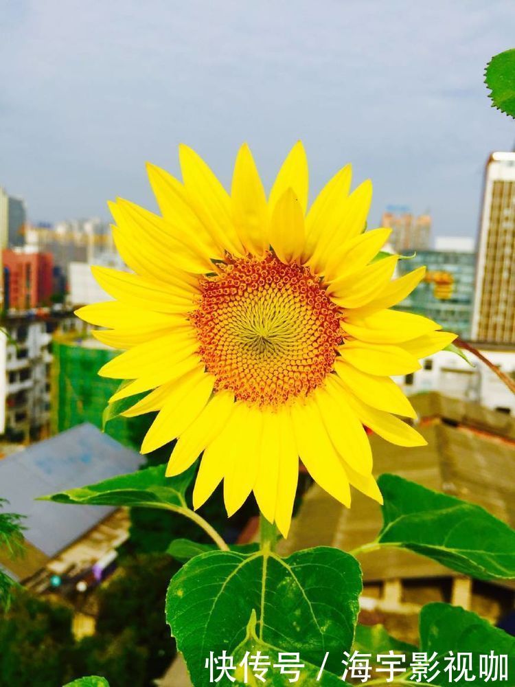 大花蕙兰|适合新手养的兰花,比绿植还好养,勤花勤草,花色漂亮,幽香四溢