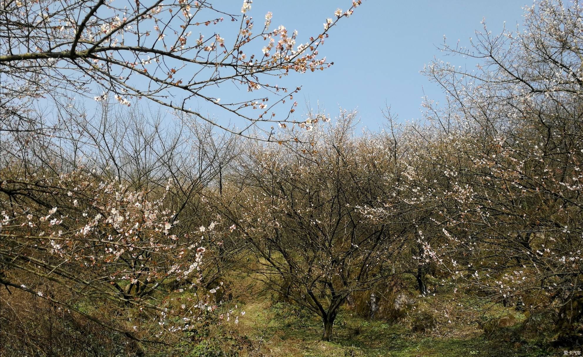 重游大坪山