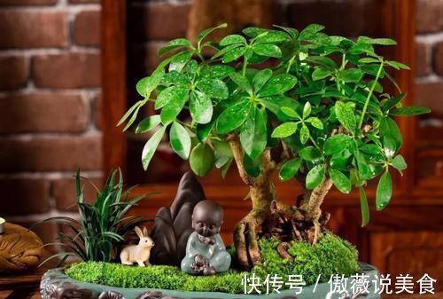 阳台上|6种“耐阴花”,室内也能生长旺盛,叶色翠绿又开花