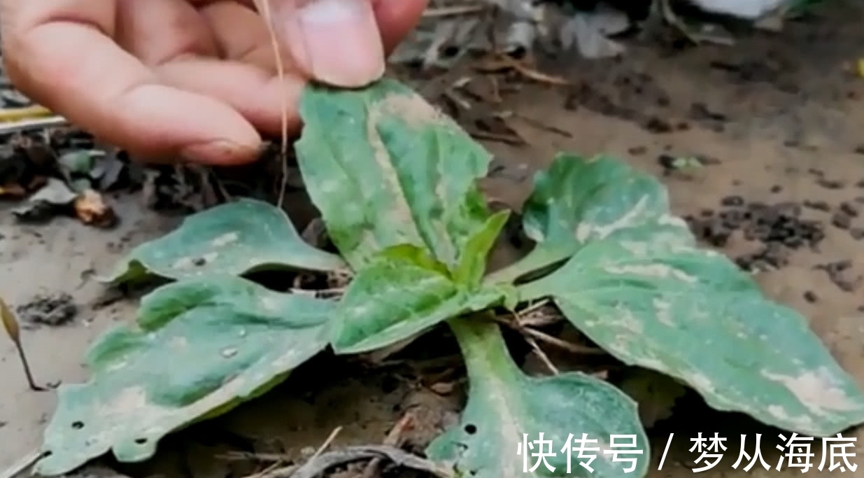 车前草|农村地区有这样一种野草，叶子看上去就像猪耳朵，你们见过吗？