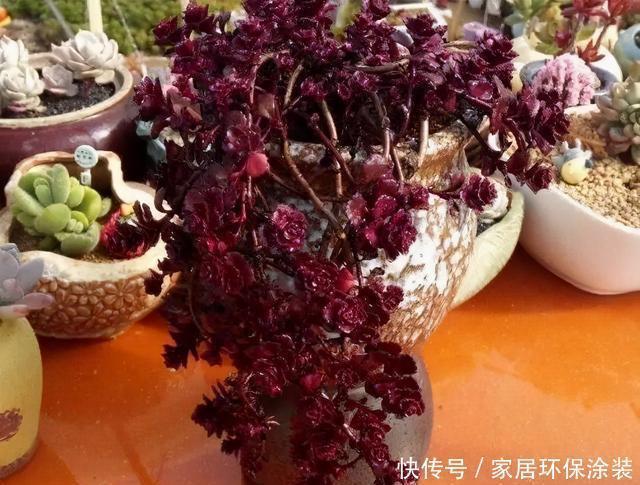 这三多肉是公认的爆崽小能手,光线差也易爆小崽,独苗养成小老桩