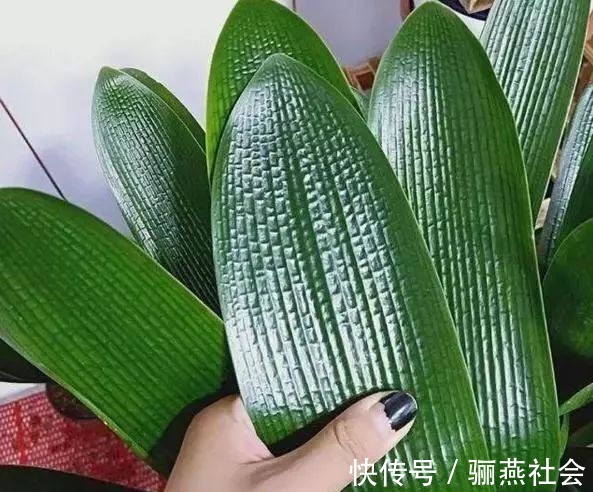 肉质根|给君子兰换盆,5个要点要“记牢”,服盆快,不烂根!