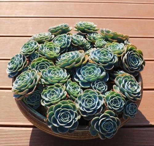 2款多肉很漂亮却经常被冷落，就是因为听说不好养，没养过得试试