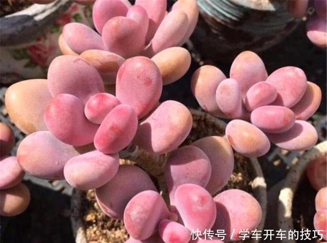新手春养多肉“3诀窍”，学会就不怕“夏化水”、“冬冻伤”了！